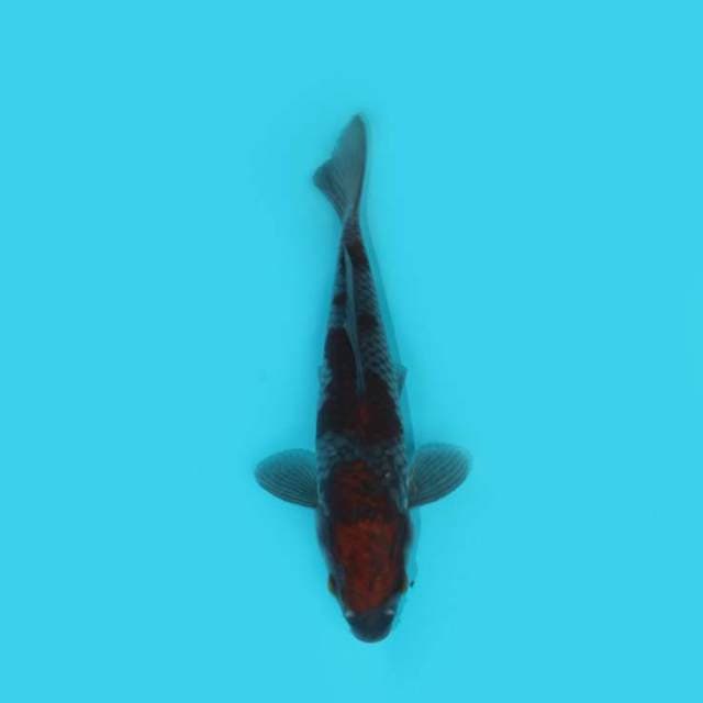 OCHIBA 20 CM