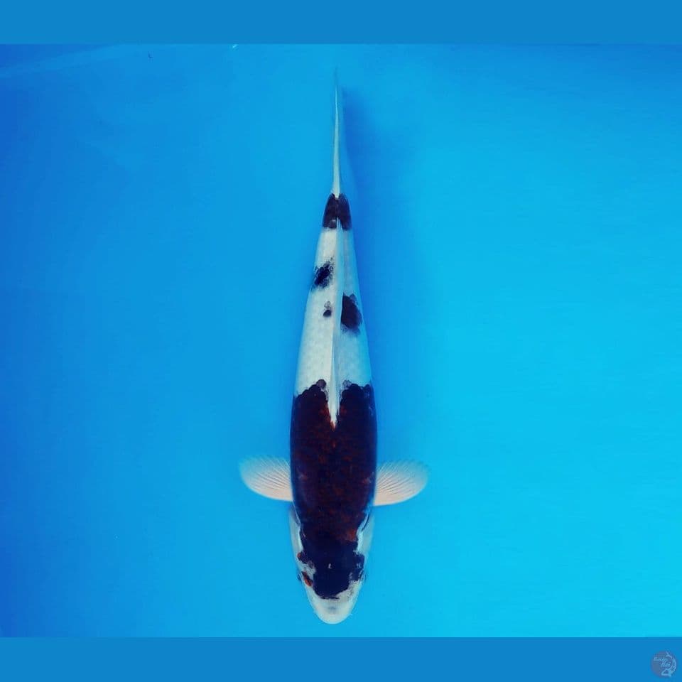 TORA 8 - Budo Goromo 36 cm/fm ®