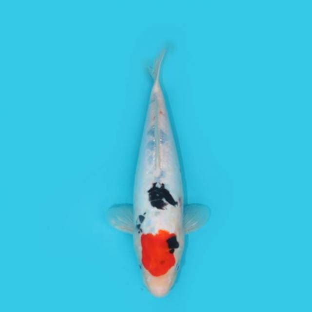 TANCHO SOITSU SHOWA 34 CM