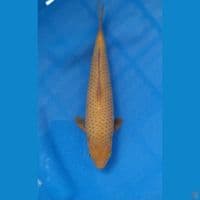 CARAMEL 24CM