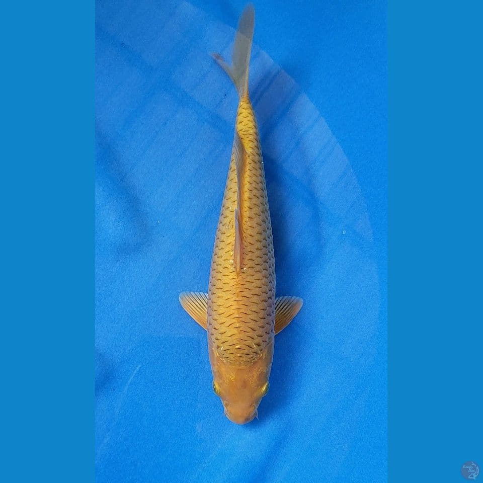 CARAMEL 29CM