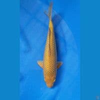 CARAMEL 29CM