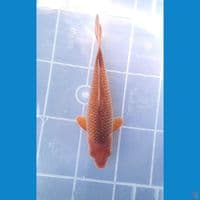CARAMEL GINRIN 21CM