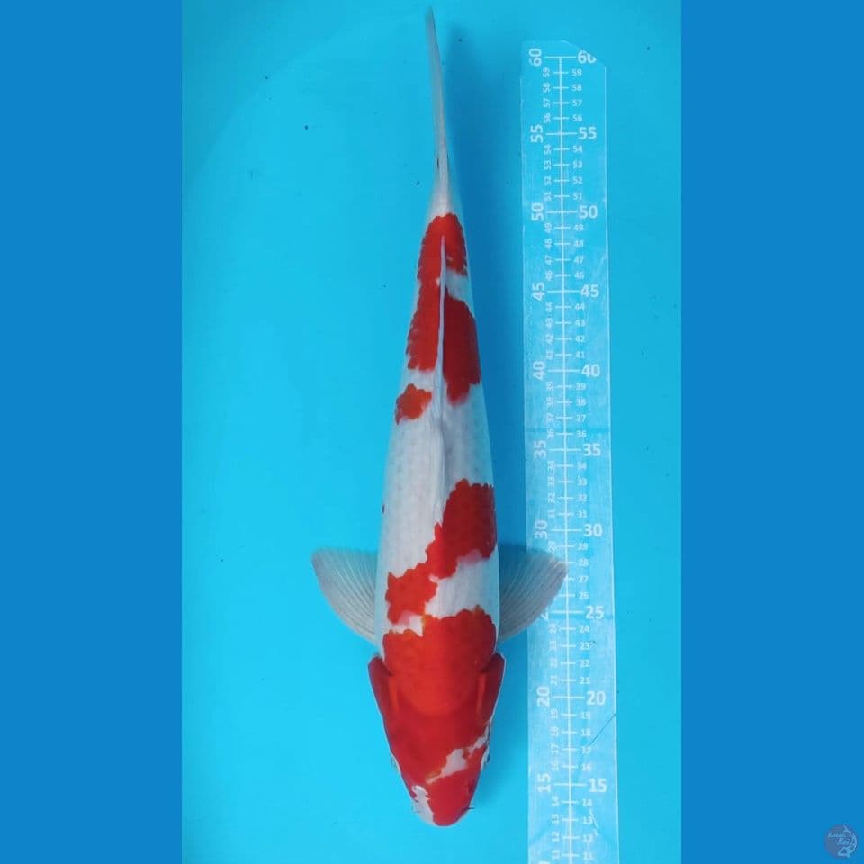M 49CM KOHAKU RED STRONG‼️