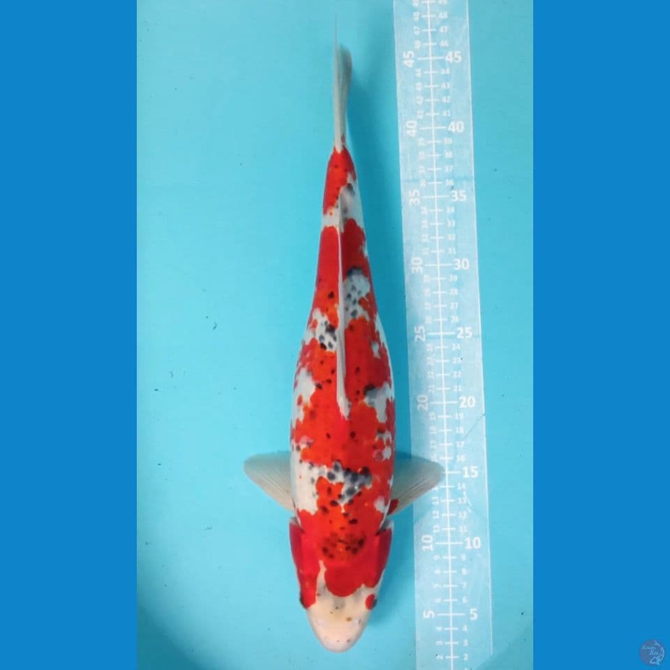 RED GOSHIKI‼️ F 43CM