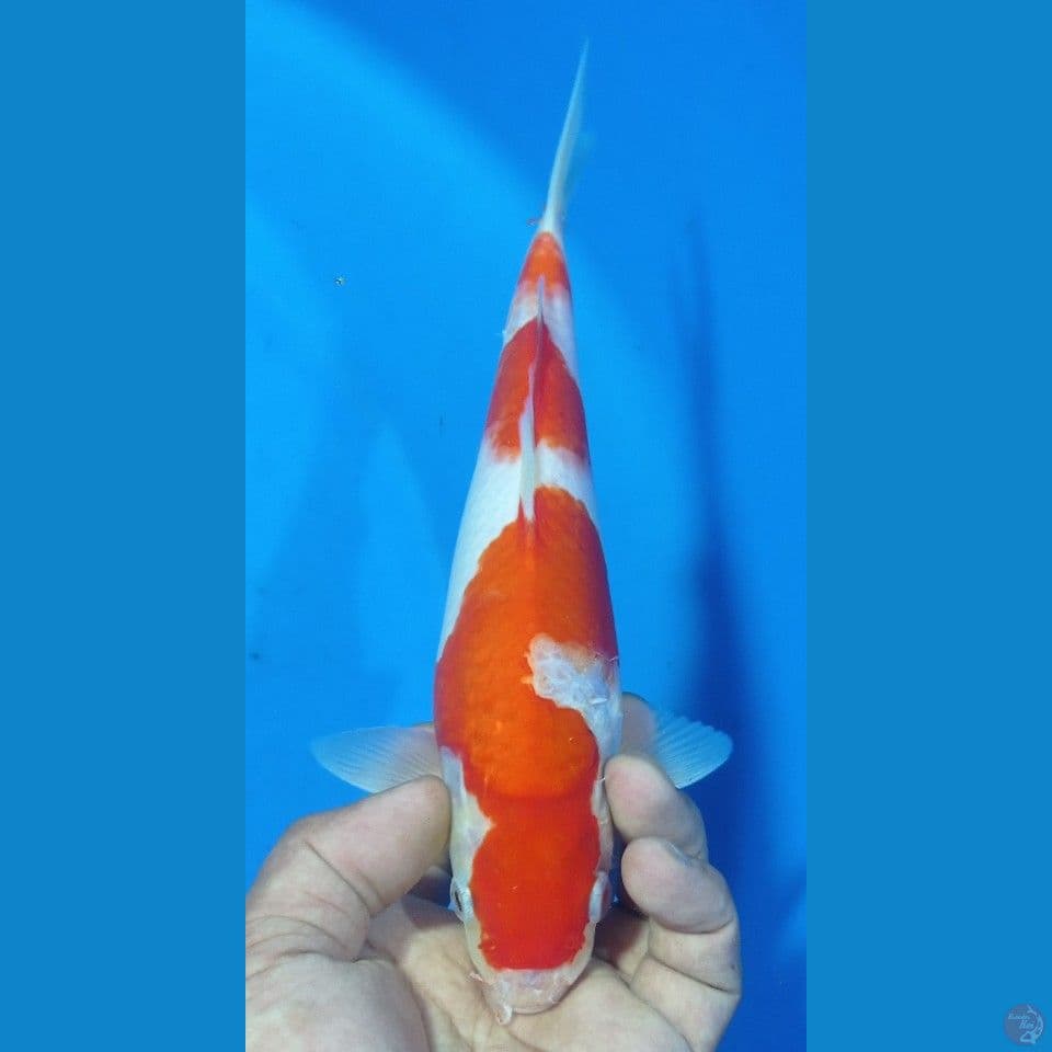 kohaku 27cm