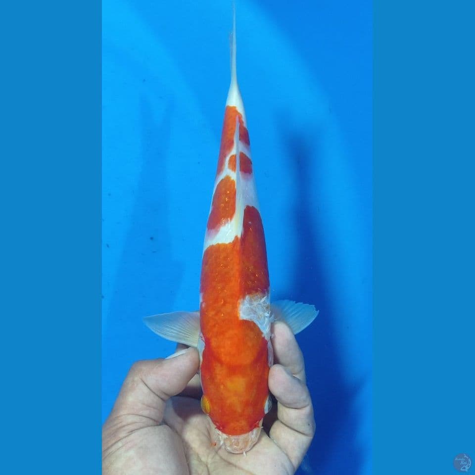 inazumaaa 29cm