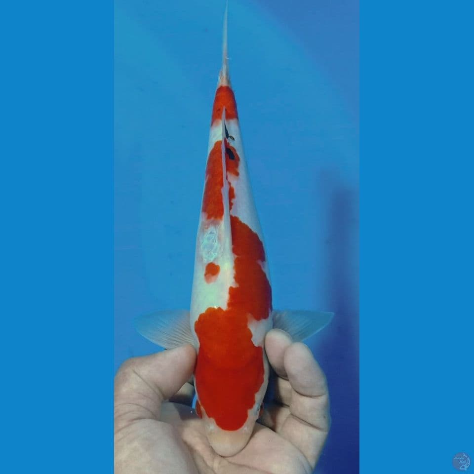 sanke 27cm