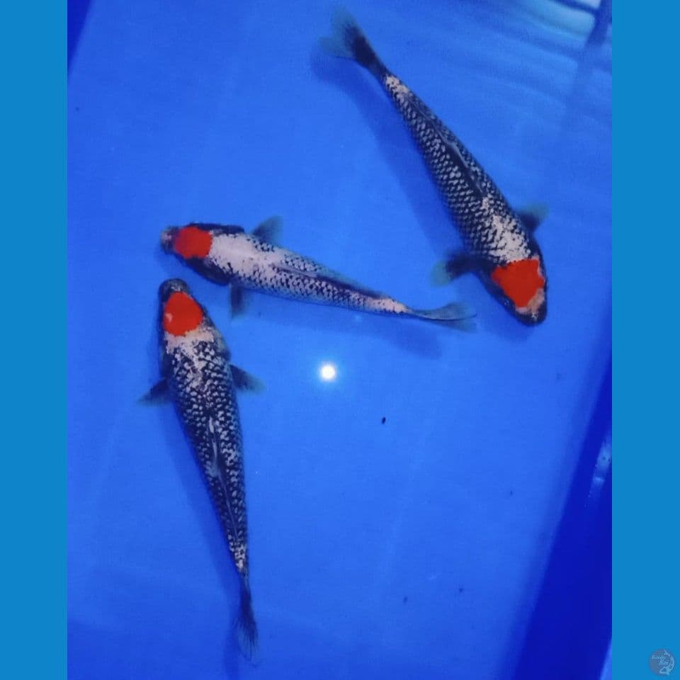 Koleksi langka tancho benimatsukawabake 20-25cm