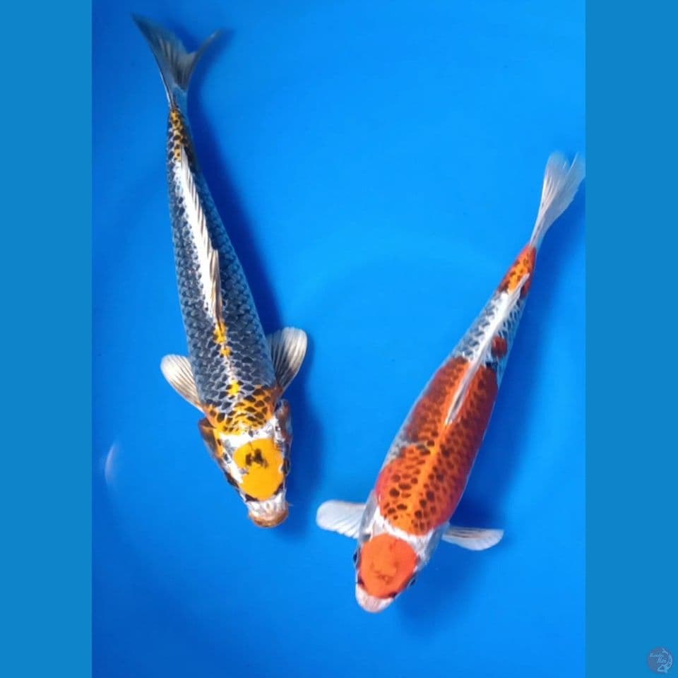 M F 30CM KUJAKU GINGGA