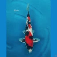 SHOWA 39CM