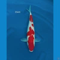 KOHAKU ORIGINAL 35CM
