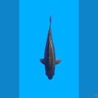 Soragoi Ginrin 45cm 