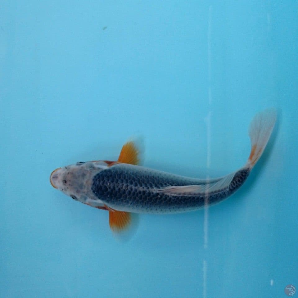 asagi, 26 cm