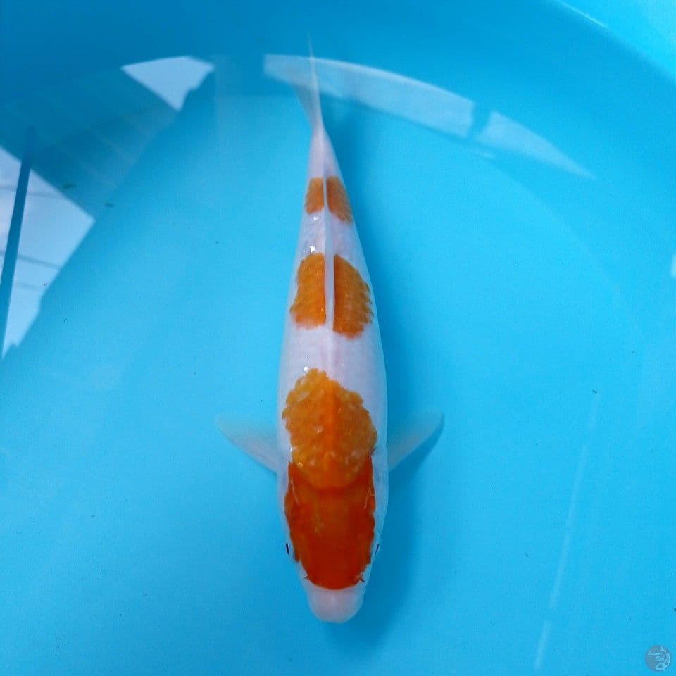 kohaku, 26 cm