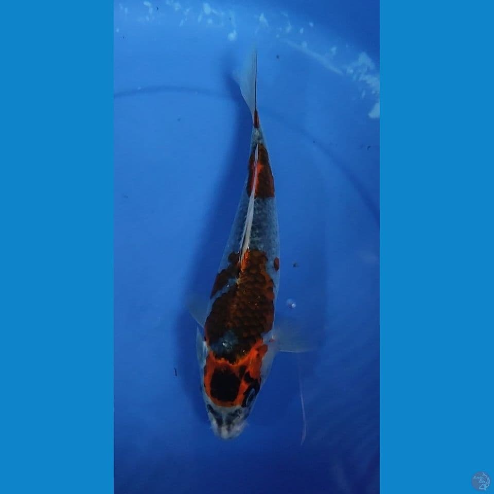 Benigingga 26 cm Female