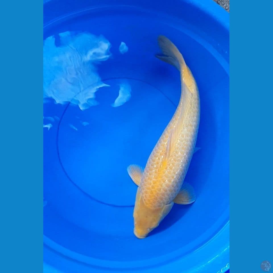 54CM JUMBO KARASI MM