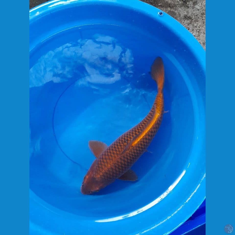 52cm JUMBO CHAGOI TEMBAGA