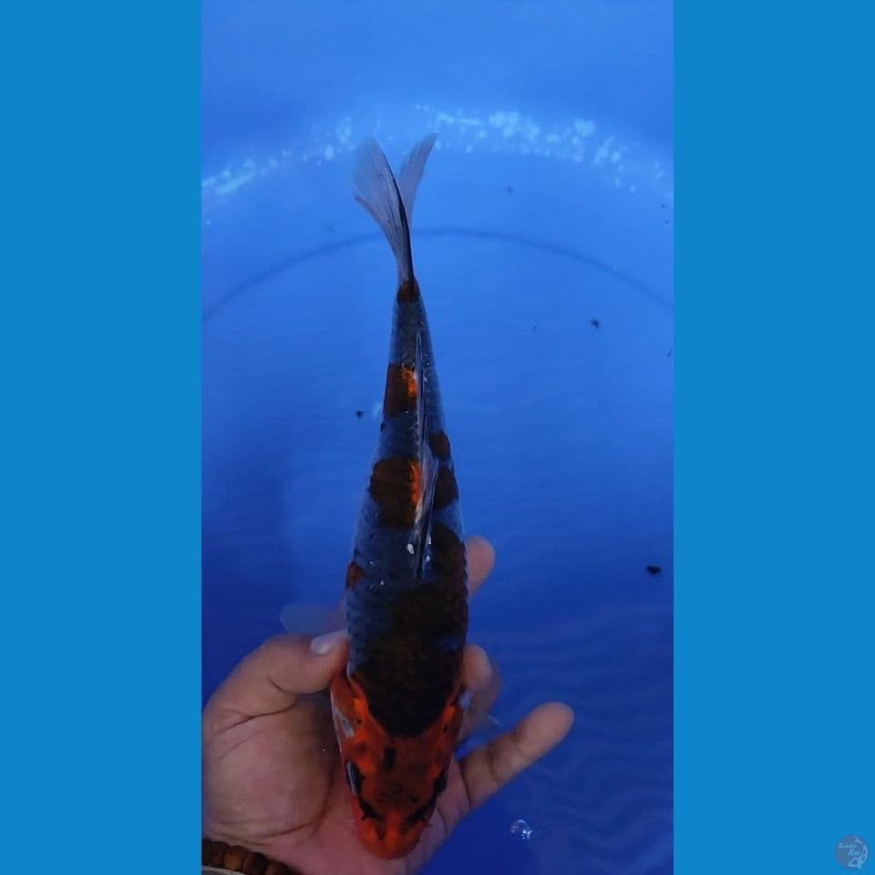 Benigingga 26.5 cm Female