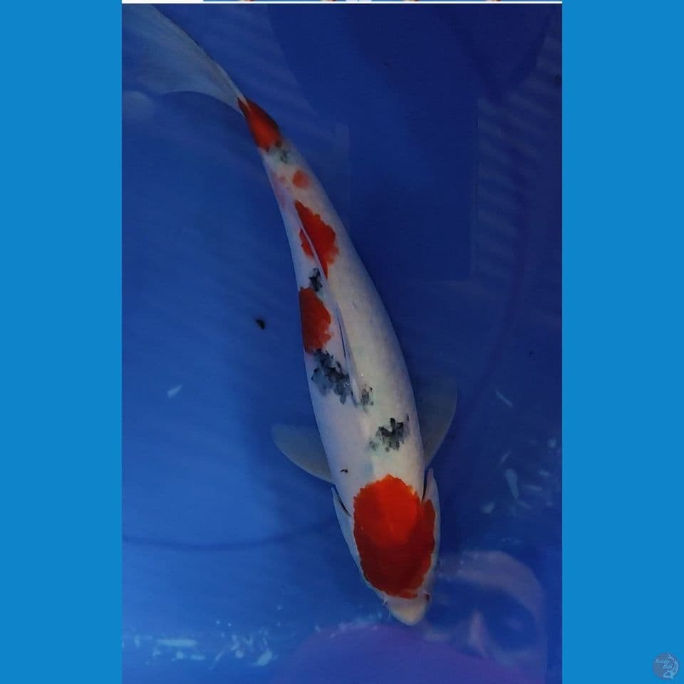 Original Maruten Sanke 34.5 cm Female 