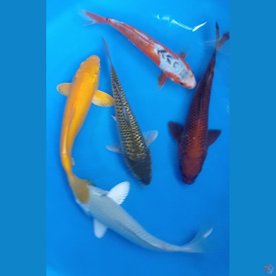 MIX E 30 CM