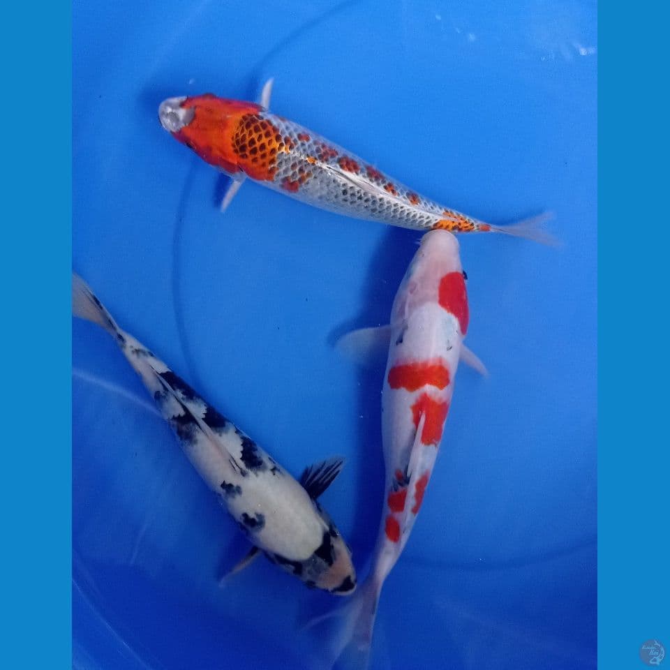 MIX 30CM
