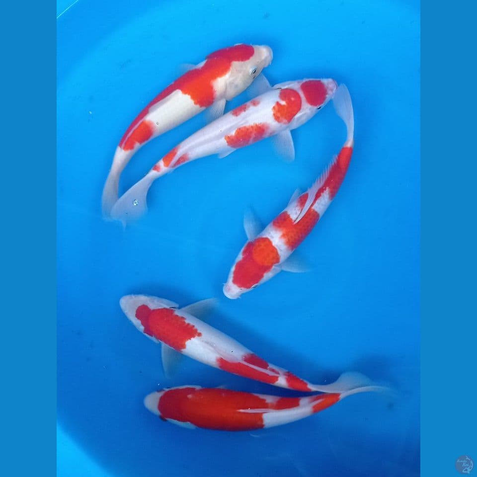 MIX KOHAKU 27,30CM