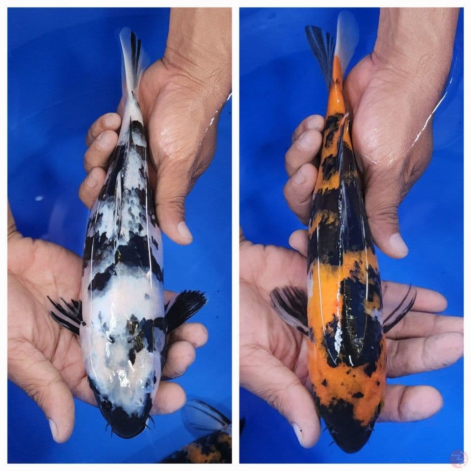 2 ekor 25cm