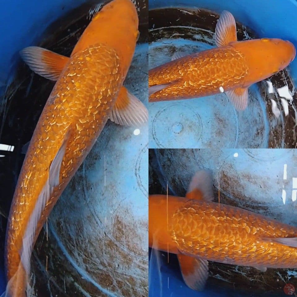 karamel koyo gindrin
