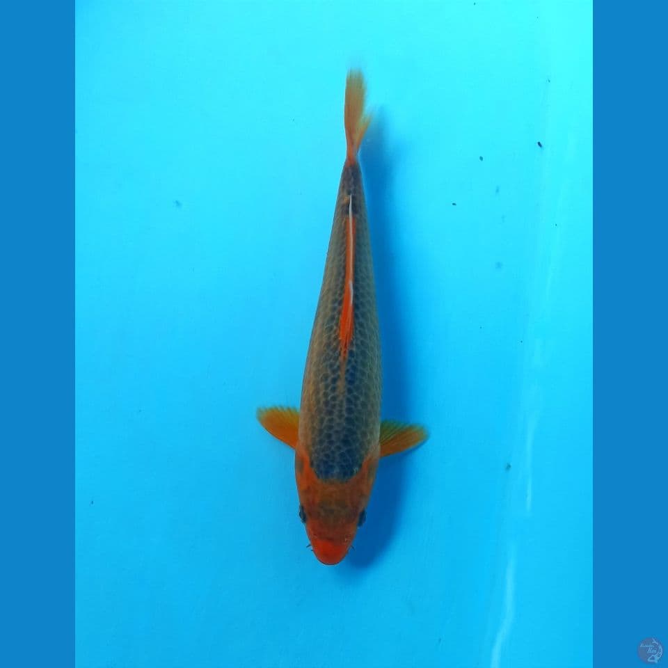 Ak madsuba 25cm