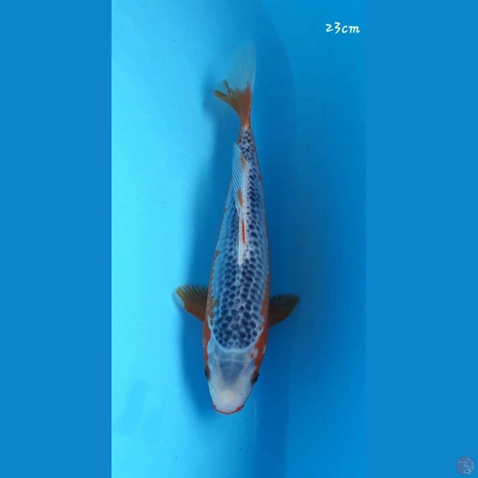 Asagi 23cm