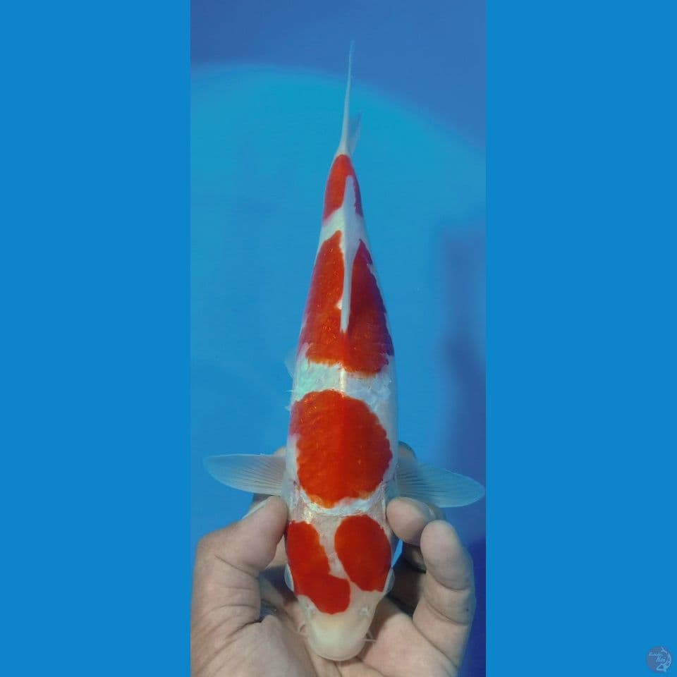 KOHAKU KECHEEE 30CM
