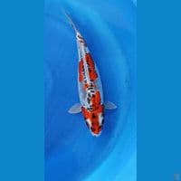 37cm 