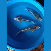 ASAGI Untuk Keindahan Kolam