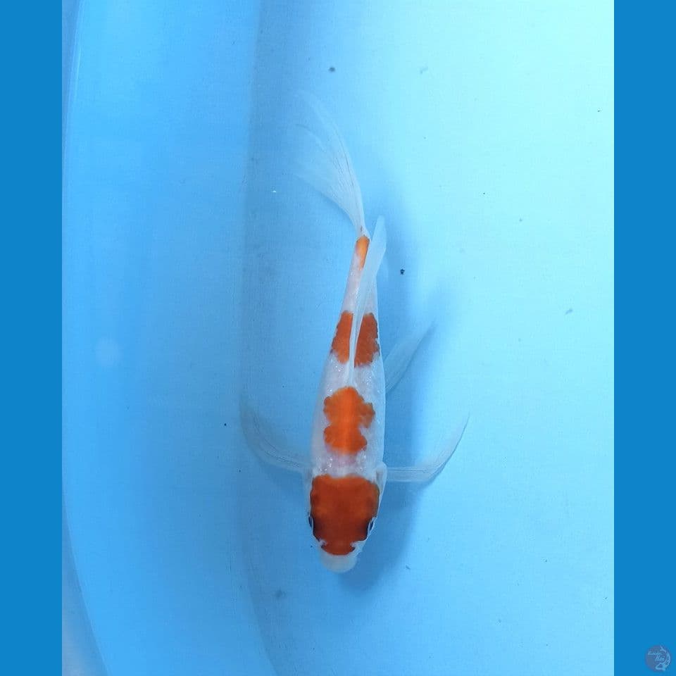 Kohaku sleyer 20cm
