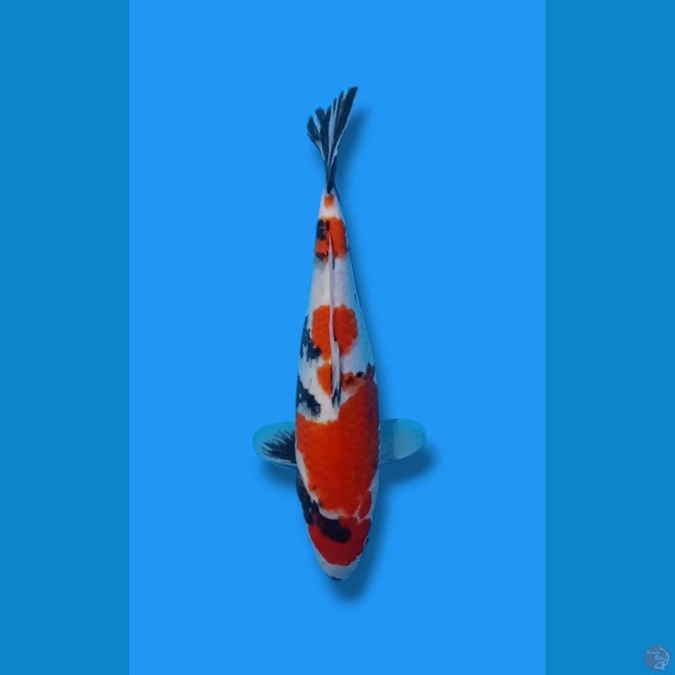 30cm Showa Sanshoku Tategoi (F)