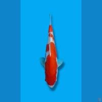 35cm Kohaku Original (F)