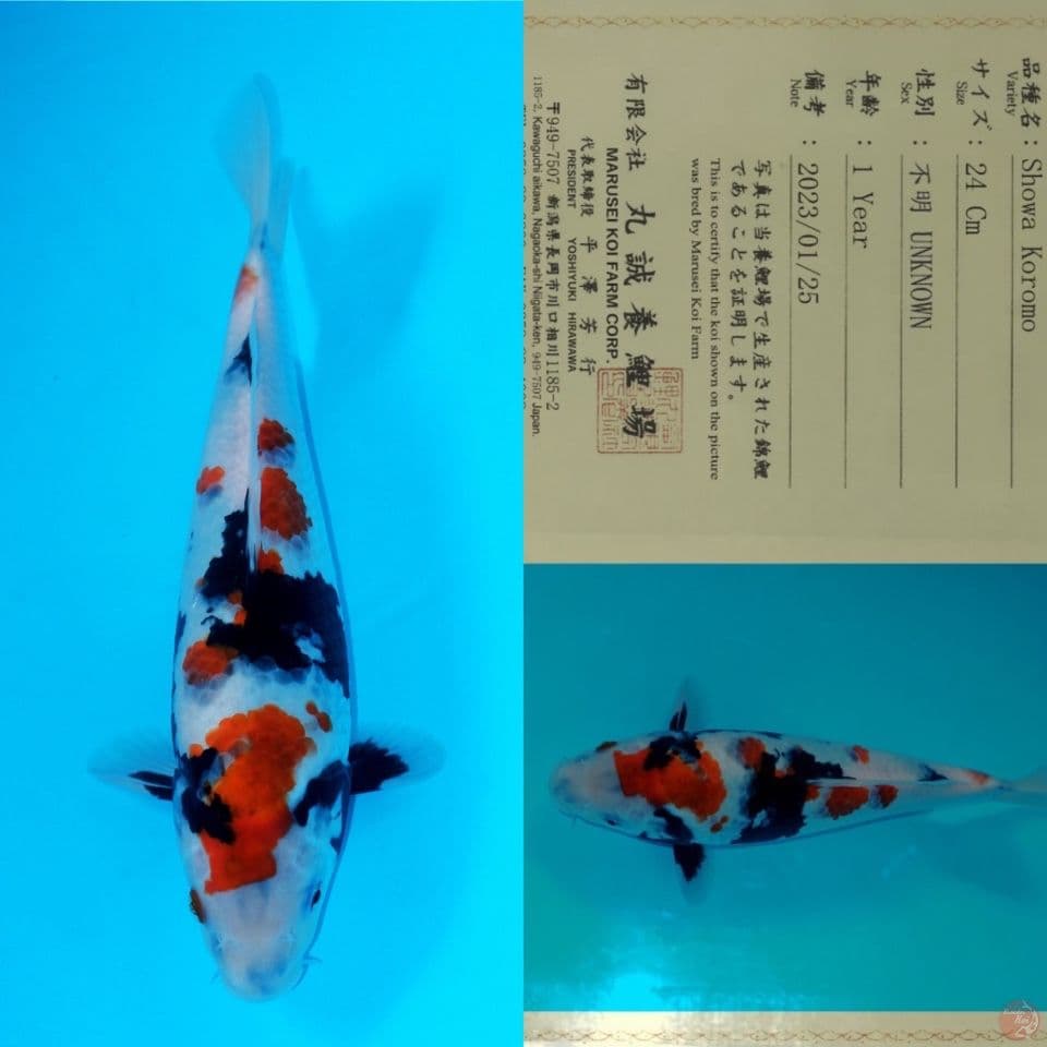 MARUSEI SHOWA KOROMO SQ 32CM (RARE)
