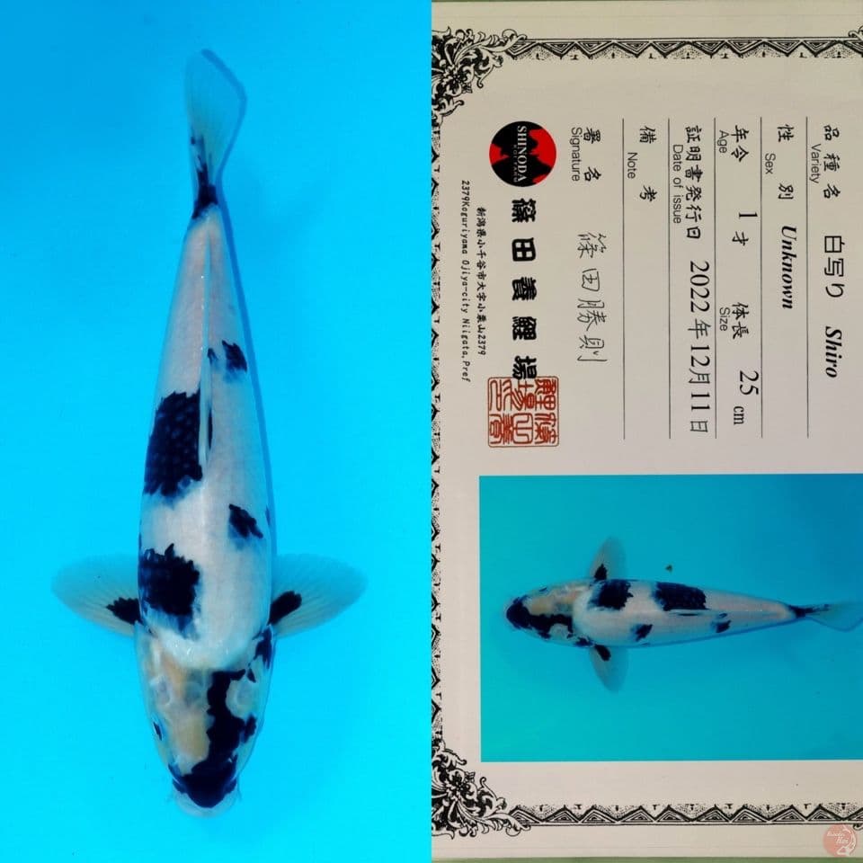 SHINODA SHIRO UTSURI SQ 34CM