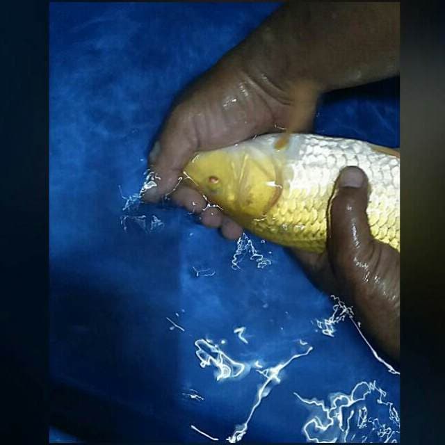 Red eye male 33cm