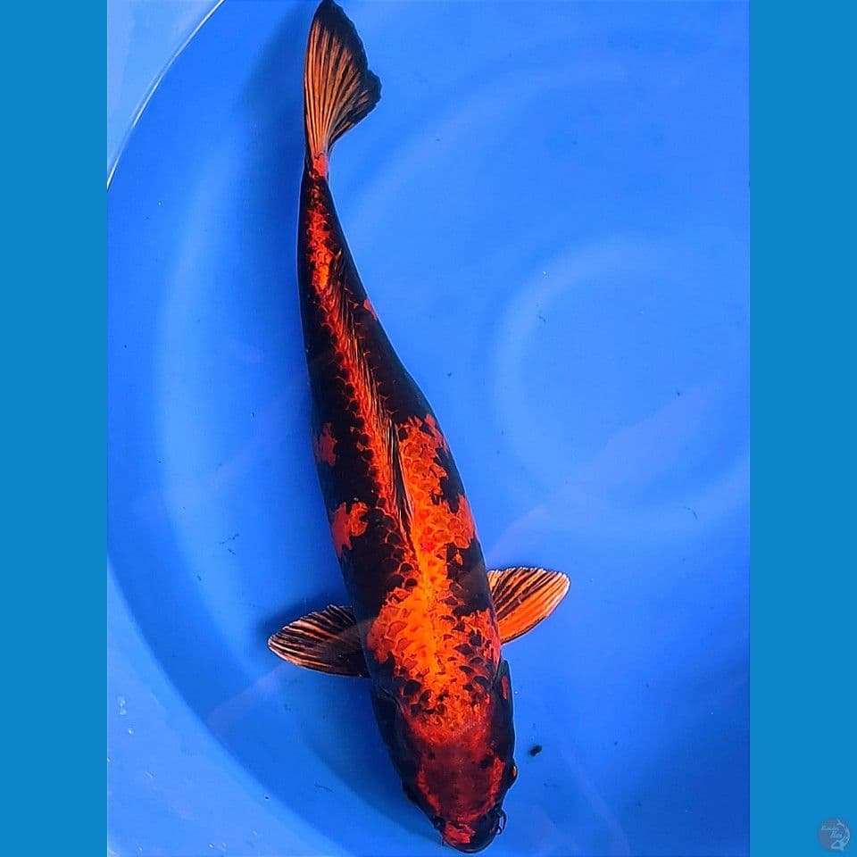 Kin Utsuri 50cm