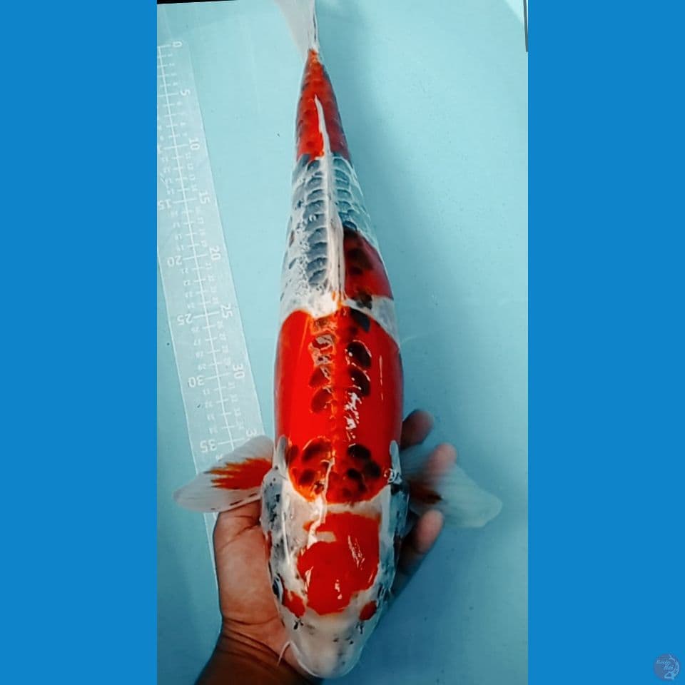KUJAKU DOIT 60CM