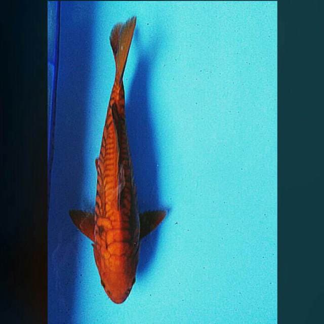 Tembaga josss 36cm male
