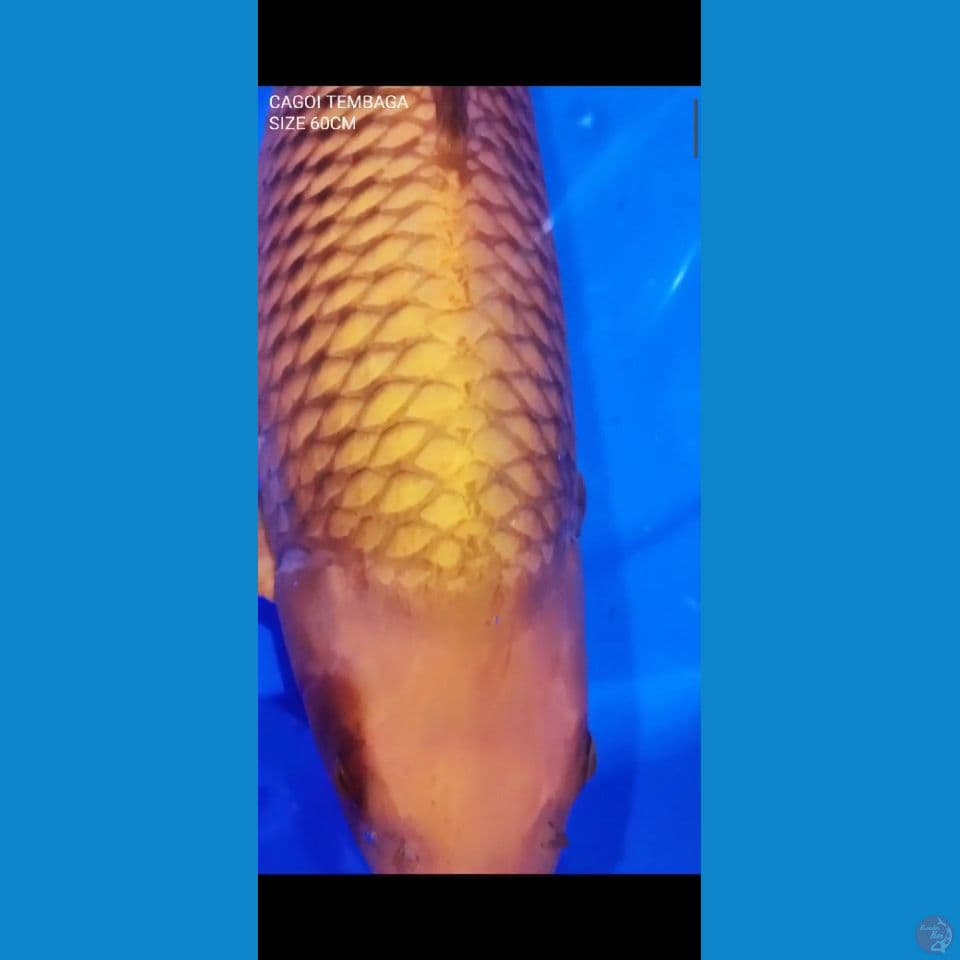 TEMBAGA 60CM
