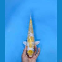 maruten hariwake 