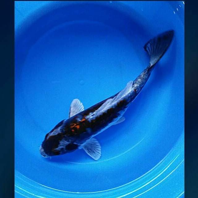 Beuty kawari 33cm