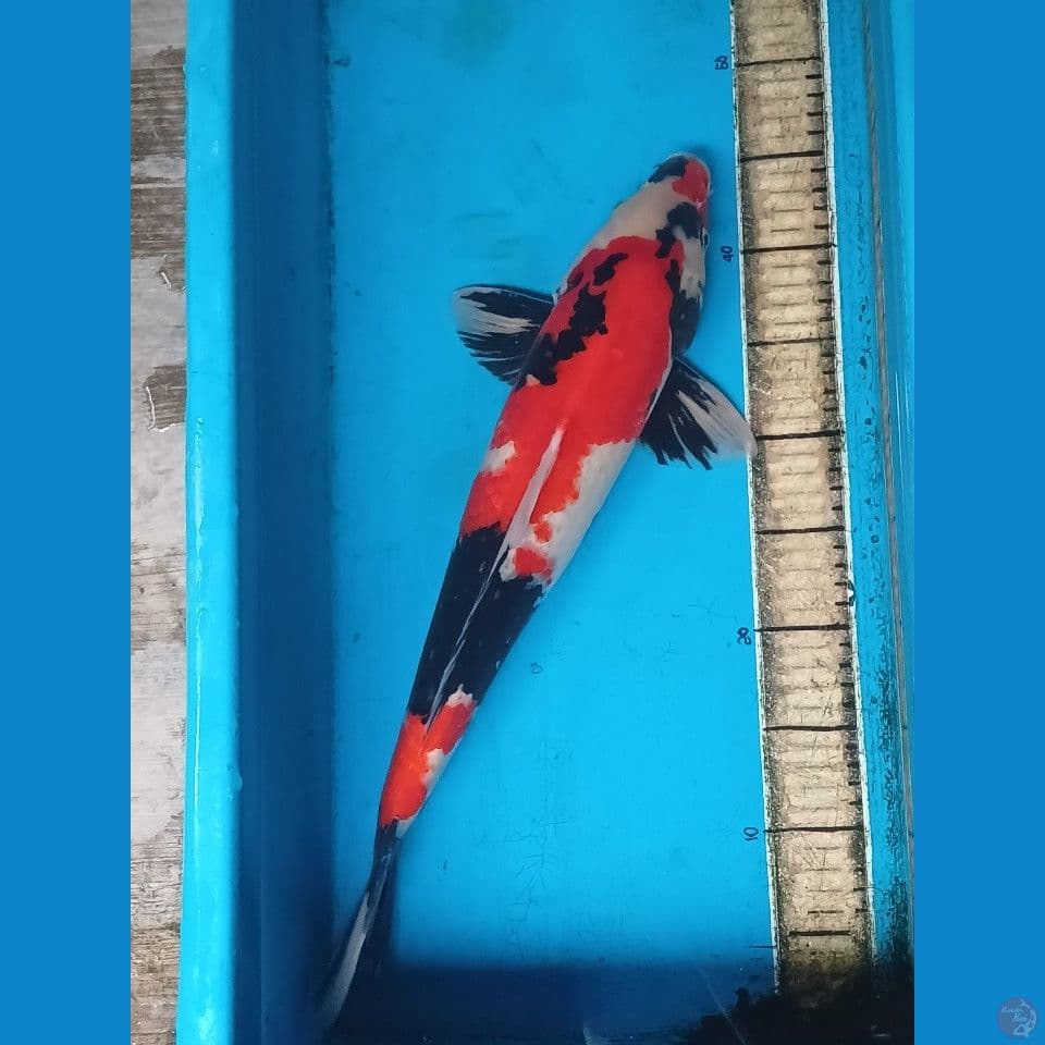 soa M 47 cm