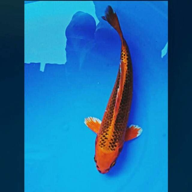Matsuba male 25cm