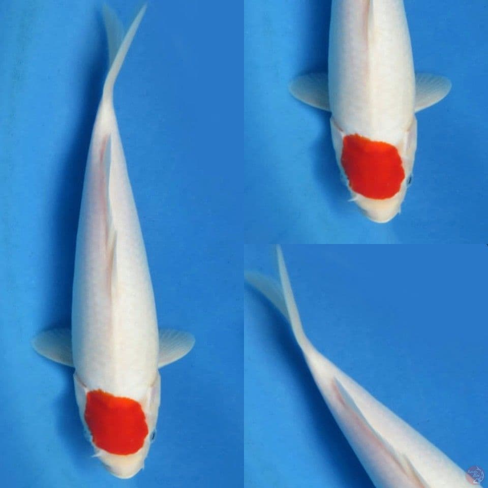 32cm , Tancho Ori