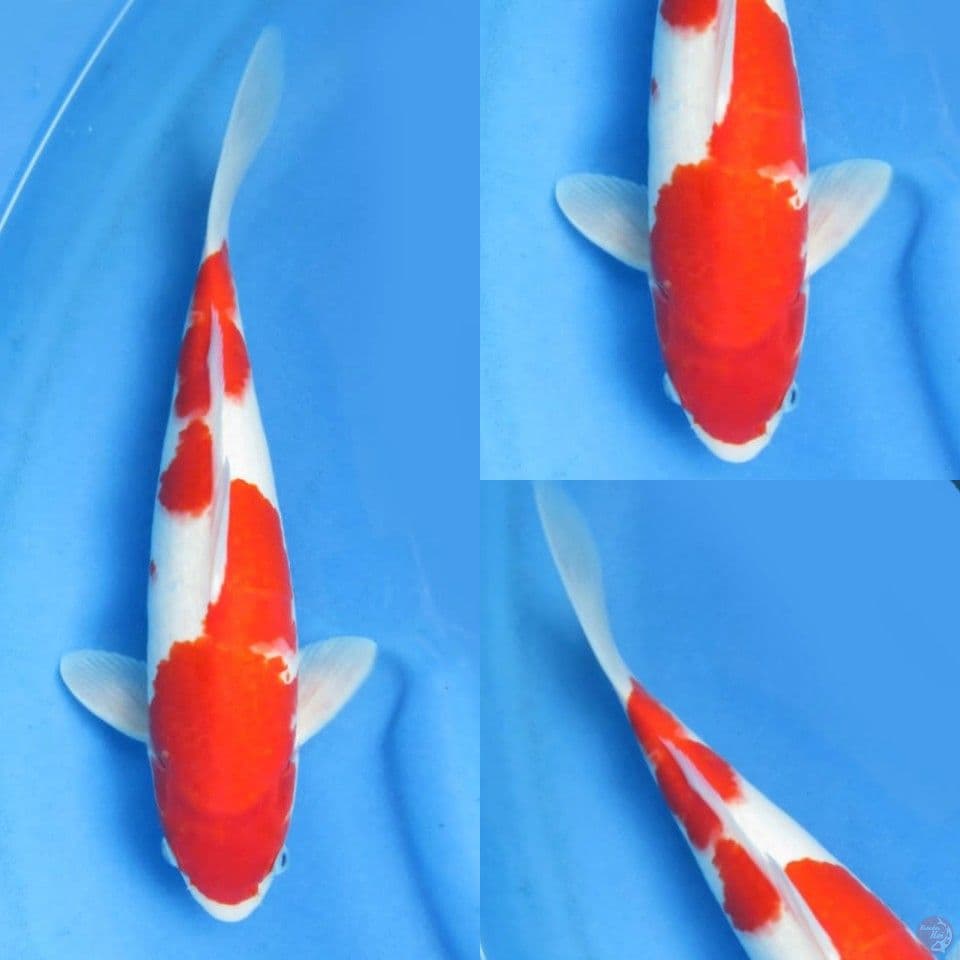 37cm, Merah sekali kohaku